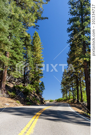 Asphalt road through forest 101334717