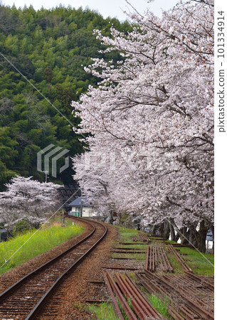 Sakurakei, Nishikigawa Railway, near Seiryu Shin-Iwakuni Station Sakurakei, Nishikigawa Railway, near Seiryu Shin-Iwakuni Station 101334914