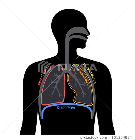 Pleura anatomical poster 101334934