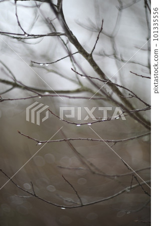 Beautiful nature background and texture, early spring or autumn raindrops on bare branches, freshness and cleanliness concept 101335556