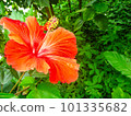 Red - Hibiscus - Vibrant - Close-up - Tropical - Horizontal - Exotic 101335682