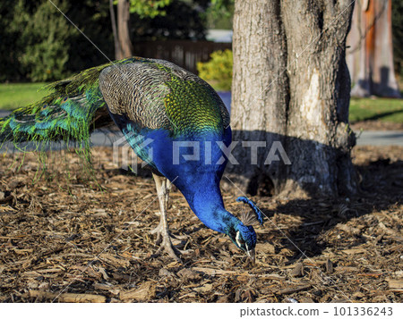 Beautiful peacock walking around 101336243
