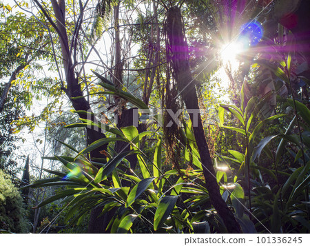 Nature pathway on a sunny day 101336245