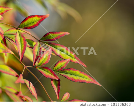 Close up shot of Heavenly Bamboo 101336263