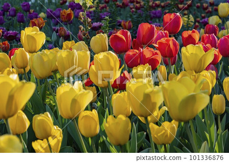 Close up shot of beautiful tulips flower blossom at Descanso Garden Close up shot of beautiful tulips flower blossom at Descanso Garden 101336876