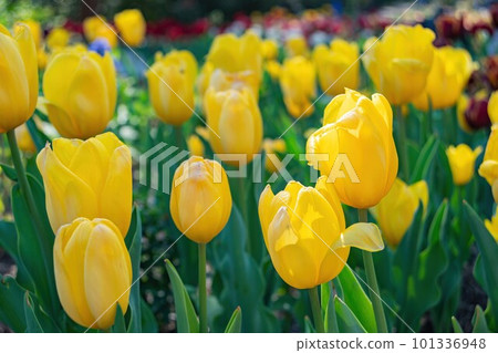 Close up shot of beautiful tulips flower blossom at Descanso Garden Close up shot of beautiful tulips flower blossom at Descanso Garden 101336948