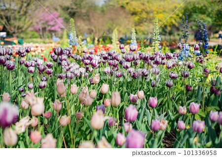Close up shot of beautiful tulips flower blossom at Descanso Garden Close up shot of beautiful tulips flower blossom at Descanso Garden 101336958