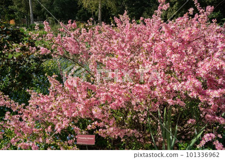 Sunny view of many flower blossom in the Descanso Garden Sunny view of many flower blossom in the Descanso Garden 101336962