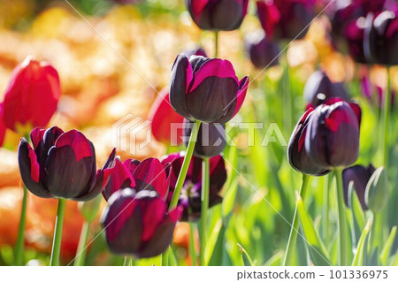Close up shot of beautiful tulips flower blossom at Descanso Garden Close up shot of beautiful tulips flower blossom at Descanso Garden 101336975