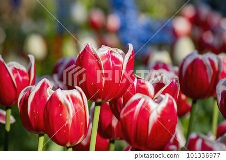 Close up shot of beautiful tulips flower blossom at Descanso Garden Close up shot of beautiful tulips flower blossom at Descanso Garden 101336977