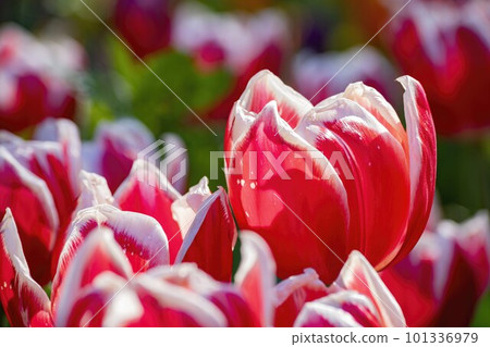 Close up shot of beautiful tulips flower blossom at Descanso Garden Close up shot of beautiful tulips flower blossom at Descanso Garden 101336979