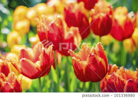 Close up shot of beautiful tulips flower blossom at Descanso Garden 101336980