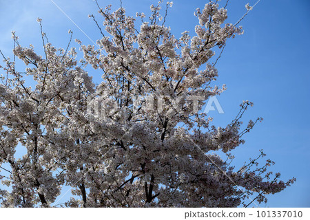 Cherry blossoms at Osaka Castle Park in 2023 101337010
