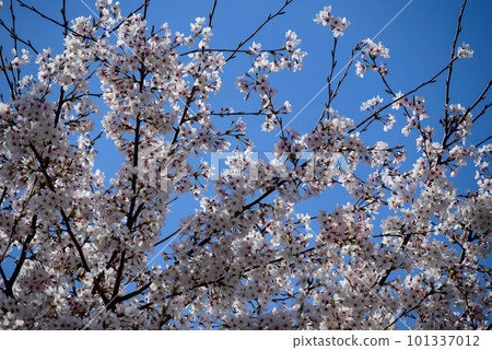 Cherry blossoms at Osaka Castle Park in 2023 Cherry blossoms at Osaka Castle Park in 2023 101337012