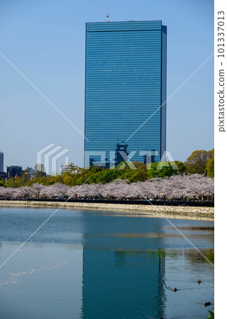 Cherry blossoms at Osaka Castle Park in 2023 101337013