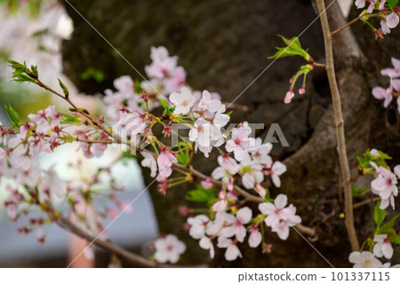 Cherry blossoms at Osaka Castle Park in 2023 Cherry blossoms at Osaka Castle Park in 2023 101337115