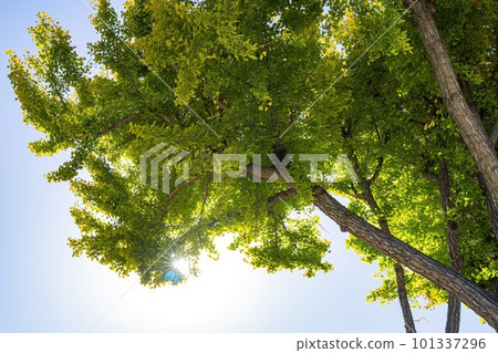 Sunny view of the fall color at Temple City 101337296