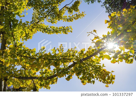 Sunny view of the fall color at Temple City 101337297