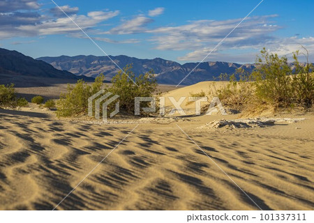 Sunny view of the beautiful Mesquite Flat Dunes Sunny view of the beautiful Mesquite Flat Dunes 101337311