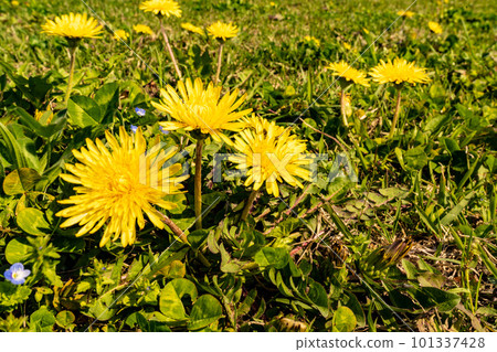 開花的當地關東蒲公英 101337428