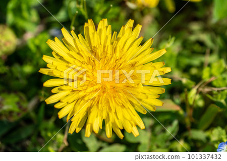 開花在草甸的關東蒲公英 101337432