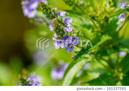 特定外來種大川路社開花 101337583