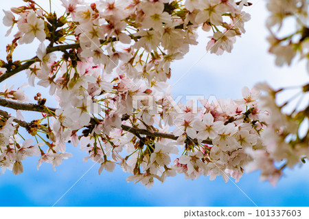 閃耀在藍天的櫻花 101337603