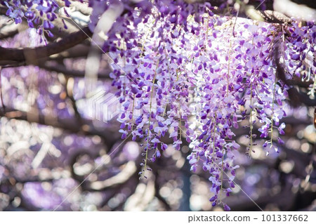Close up shot of the world oldest Wistaria blossom 101337662