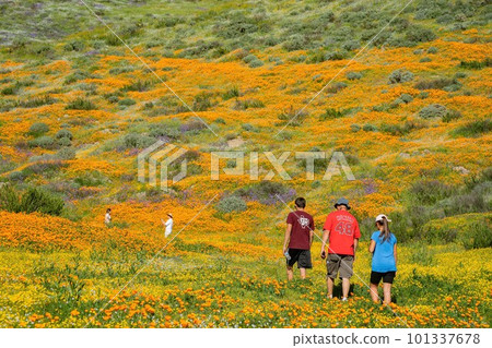 Sunny view of Poppy flower blossom Sunny view of Poppy flower blossom 101337678