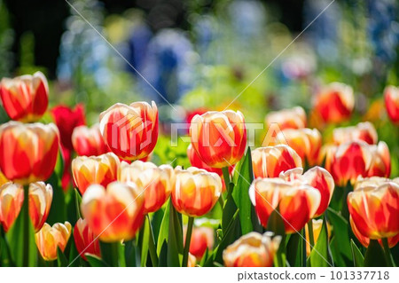Close up shot of beautiful tulips flower blossom at Descanso Garden 101337718