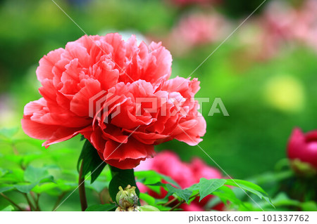 牡丹、木牡丹、百時金、落妖花、吹花、貴客、玉國、得獎者、鹿牡丹、白蘑菇、沙丁魚 101337762