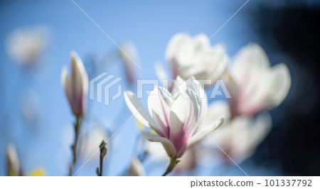 White Magnolia flower blooming on background of blurry white Magnolia on Magnolia tree White Magnolia flower blooming on background of blurry white Magnolia on Magnolia tree 101337792