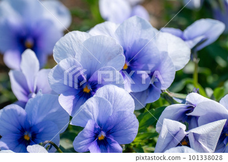 藍色三色堇 101338028
