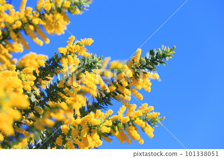 盛開的含羞草金合歡花 101338051