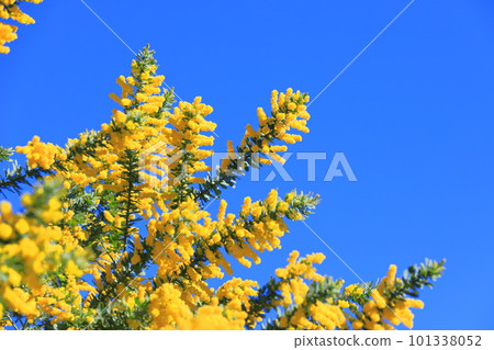 Mimosa acacia flowers in full bloom 101338052