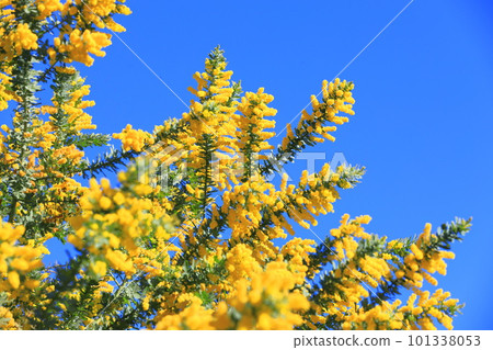 盛開的含羞草金合歡花 盛開的含羞草金合歡花 101338053