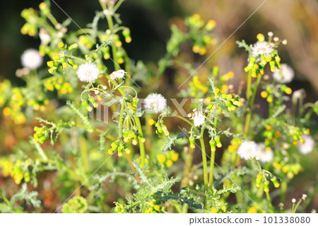 Groundsel often seen on the roadside 101338080