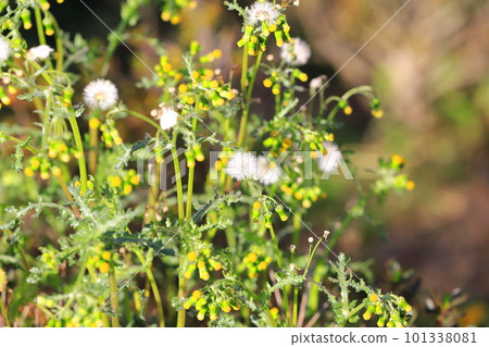 Groundsel often seen on the roadside 101338081