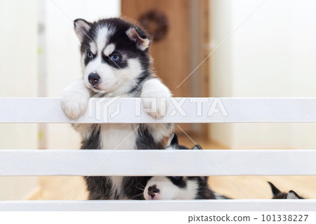 Group of cute playful Siberian Husky puppies are playing at home 101338227