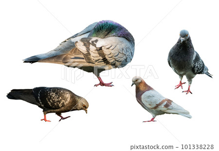 Dove hides its head in feathers grey pigeons set doves in different poses group curious urban isolated background 101338228