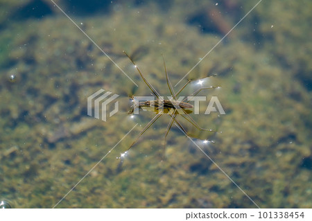 Amenbo floating on the water 101338454