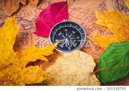 Traveler's compass on map in bright multi-colored autumn leaves. Navigation in autumn. 101338793