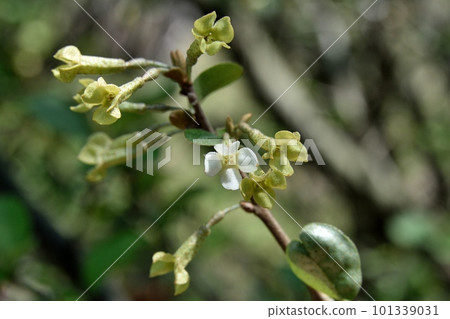 Natuzumi flowers Natuzumi flowers 101339031