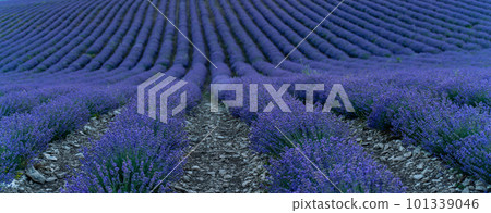 Lavender field in summer, web banner, beautifully blooming lavender flowers in the lavender field. Lavandula angustifolia, Lavandula officinalis. Purple flowers Lavender field in summer, web banner, beautifully blooming lavender flowers in the lavender field. Lavandula angustifolia, Lavandula officinalis. Purple flowers 101339046