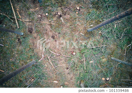 Above aerial shot of green pine forests and yellow foliage groves with beautiful texture of golden treetops. Beautiful fall season scenery in evening. Mountains in autumn in golden time Above aerial shot of green pine forests and yellow foliage groves with beautiful texture of golden treetops. Beautiful fall season scenery in evening. Mountains in autumn in golden time 101339486
