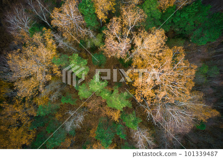 Above aerial shot of green pine forests and yellow foliage groves with beautiful texture of golden treetops. Beautiful fall season scenery in evening. Mountains in autumn in golden time Above aerial shot of green pine forests and yellow foliage groves with beautiful texture of golden treetops. Beautiful fall season scenery in evening. Mountains in autumn in golden time 101339487