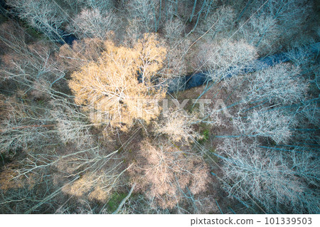 Above aerial shot of green pine forests and yellow foliage groves with beautiful texture of golden treetops. Beautiful fall season scenery in evening. Mountains in autumn in golden time Above aerial shot of green pine forests and yellow foliage groves with beautiful texture of golden treetops. Beautiful fall season scenery in evening. Mountains in autumn in golden time 101339503