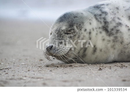 Baby seal relaxing enjoying the lovely day on a Baltic Sea beach. Seal with a soft fur coat long whiskers dark eyes and sharp claws. Harmony with nature. Seal looking inquisitively at the camera 101339534