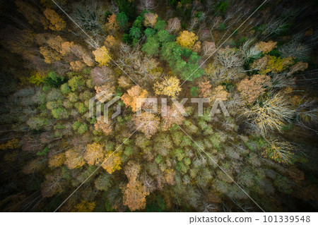 Above aerial shot of green pine forests and yellow foliage groves with beautiful texture of golden treetops. Beautiful fall season scenery in evening. Mountains in autumn in golden time 101339548
