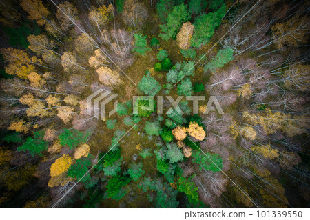 Above aerial shot of green pine forests and yellow foliage groves with beautiful texture of golden treetops. Beautiful fall season scenery in evening. Mountains in autumn in golden time 101339550